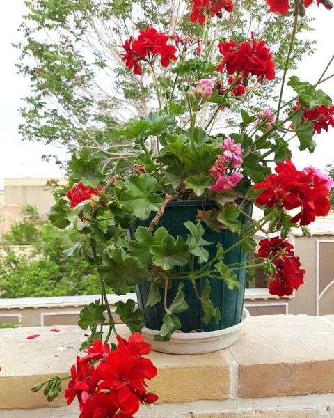 اقامتگاه سنتی صالحی 