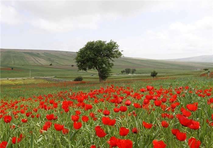 گردشگری،دهگردی،میامی